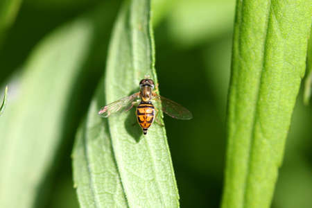Hover Fly - Family Syrphidae