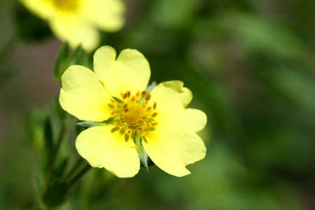 Rough Fruited Cinquefoil - Potentilla rectaの写真素材