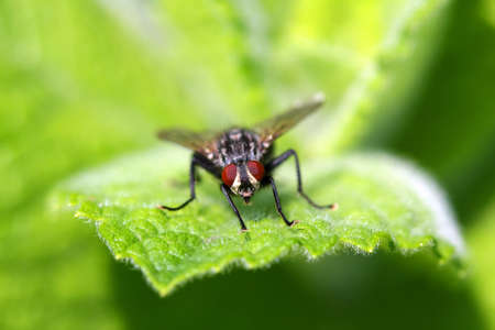 Flesh Fly Head Onの写真素材