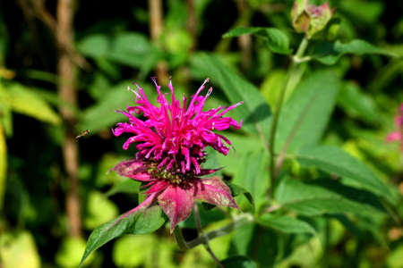 Bee Balm Flower - Monardaの写真素材