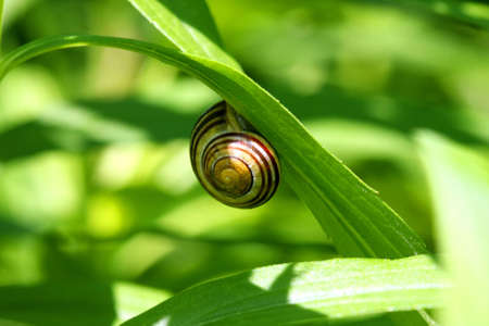 Garden Snail On Leafの写真素材