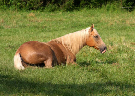 Beautiful Tan Horse Laying Down In Grassの写真素材