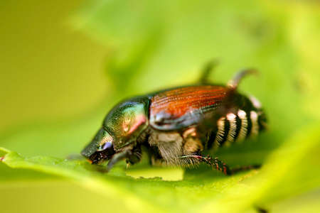 Japanese Beetle -  Popillia japonica