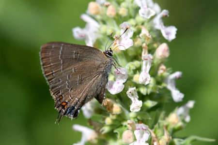 Eastern Tailed Blue Butterfly - Everes comyntasの写真素材