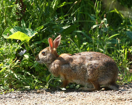 Cottontail Rabbit - Sylvilagusの写真素材