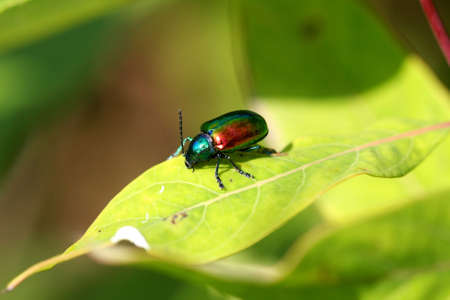 Dogbane Leaf Beetle - Chrysochus auratusの写真素材