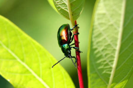 Dogbane Leaf Beetle - Chrysochus auratusの写真素材