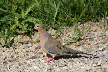 Mourning Doveの写真素材