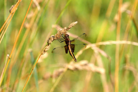 Widow Skimmer Dragonfly Femaleの写真素材
