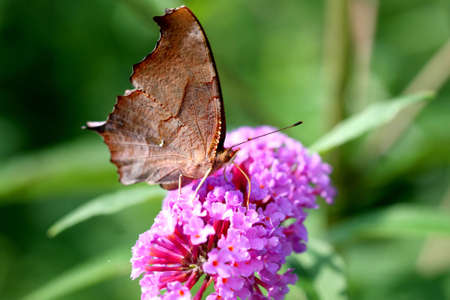 Question Mark Butterflyの写真素材