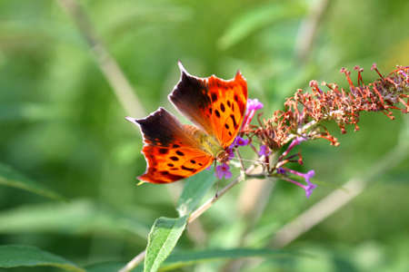 Question Mark Butterflyの写真素材