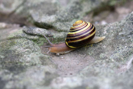 Banded Garden Snailの写真素材