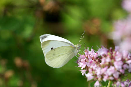 Cabbage White Butterfly - Pieris rapaeの写真素材