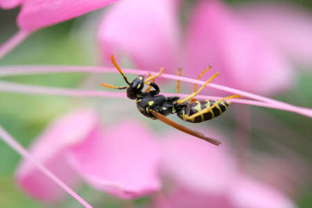 Five-banded Tiphid Waspの写真素材