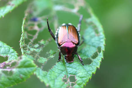 Japanese Beetle - Popillia japonica の写真素材