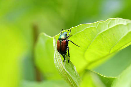 Japanese Beetle - Popillia japonica の写真素材