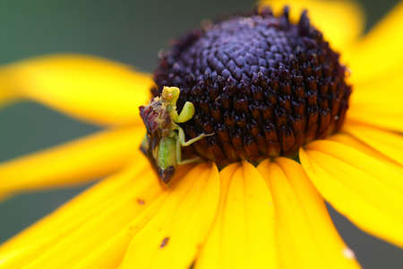Ambush Bug Phymatinae の写真素材