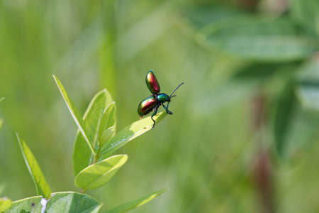 Dogbane Leaf Beetle - Chrysochusの写真素材