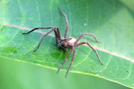Nursery-web Spider - Pisauridaeの写真素材