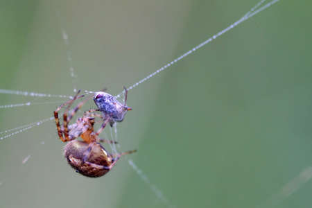 Orb Weaver Spider - Neoscona arabescaの写真素材
