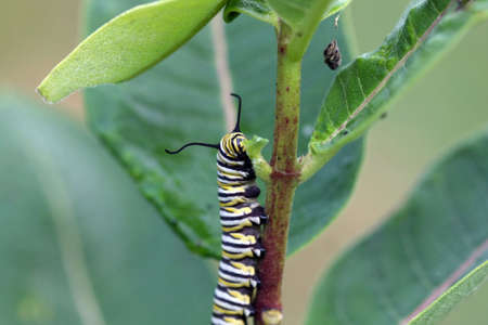 Caterpillar Monarck Butterflyの写真素材