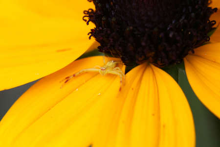Yellow Crab Spider Misumena vatiaの写真素材