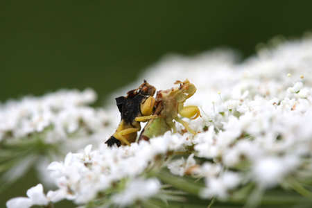 Ambush Bug Phymatinae Matingの写真素材