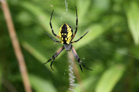 Black & Yellow Garden Spider Argiope aurantiaの写真素材