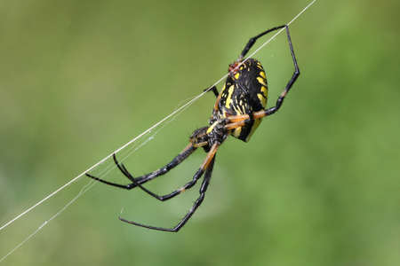 Black & Yellow Garden Spider Argiope aurantiaの写真素材