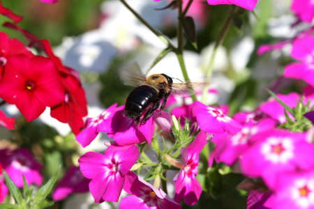 Carpenter Bee Xylocopaの写真素材