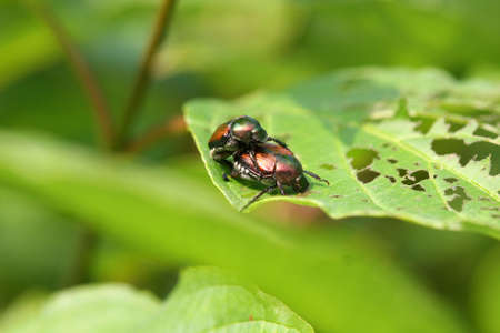Japanese Beetle - Popillia japonica