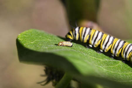 Caterpillar Monarch Butterflyの写真素材
