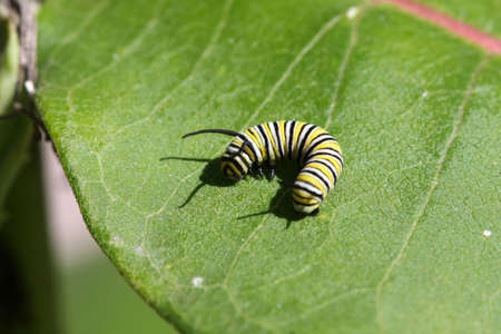 Caterpillar Monarch Butterflyの写真素材