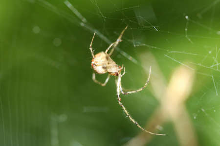 Cob Web Spider Parasteatoda lunata