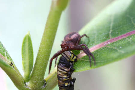 Crab Spider With Caterpillar Monarch Butterflyの写真素材