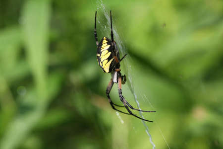 Black & Yellow Garden Spider Female side view in webの写真素材