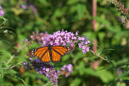 Monarch Butterfly Danaus plexippus on Butterfly Bush