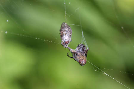 Orb Weaver Spider Web with preyの写真素材