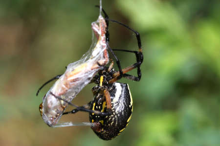 Black & Yellow Garden Spider Female with grasshopperの写真素材