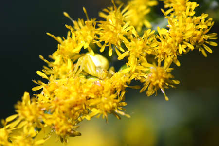 Goldenrod Crab Spider Misumena vatia の写真素材