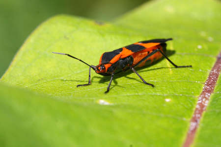 Large Milkweed Bug - Oncopeltus fasciatusの写真素材