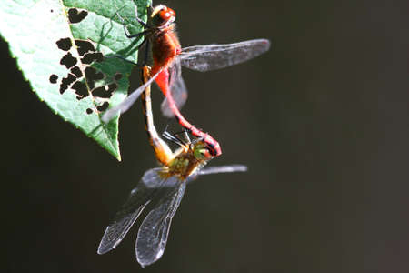 Ruby Meadowhawk Dragonfly - Sympetrum rubicundulum matingの写真素材