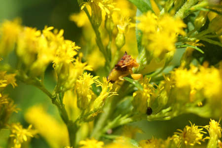 Ambush Bug Phymatinae on goldenrod flowerの写真素材