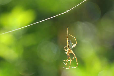 Black & Yellow Garden Spider maleの写真素材