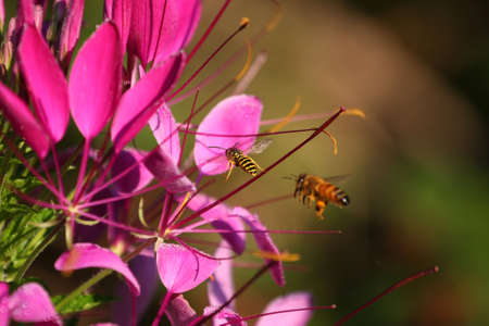 Cleome or Spider Flower waiting in line