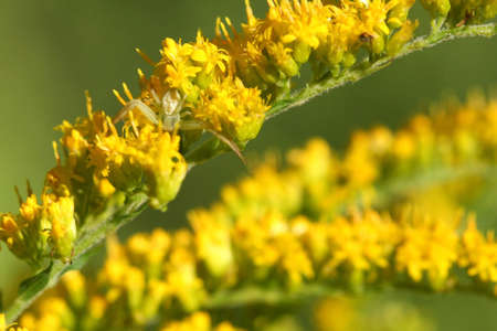 Goldenrod Crab Spider on goldenrod flowerの写真素材