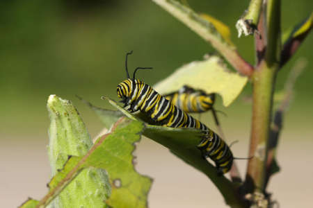 Monarch Butterfly Caterpillarの写真素材