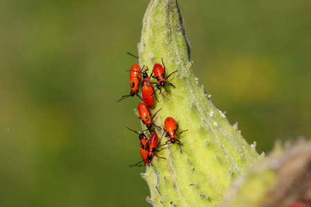 Large Milkweed Bug Nymphsの写真素材