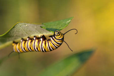 Monarch Butterfly Caterpillar On Milkweedの写真素材