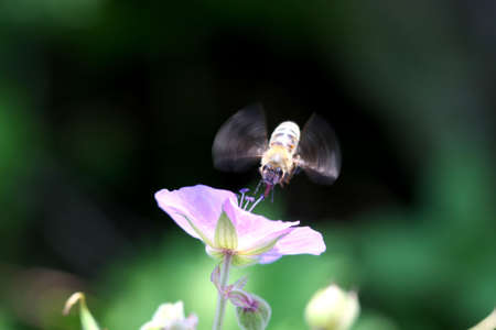 Bee in front of wild Geranium flower